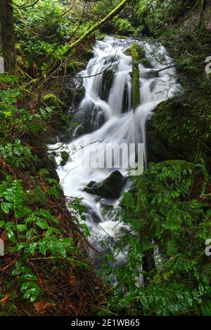 Chutes d'eau de la forêt tropicale de pluie sur l'île de Vancouver Banque D'Images