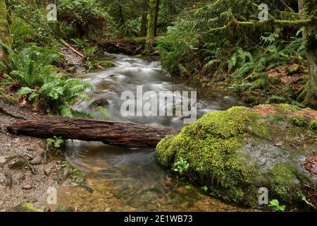 Chutes d'eau de la forêt tropicale de pluie sur l'île de Vancouver Banque D'Images