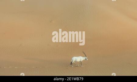 Oryx arabe en roaming tôt le matin dans le désert de Dubaï Banque D'Images