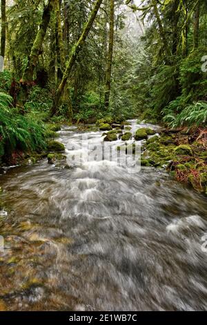 Chutes d'eau de la forêt tropicale de pluie sur l'île de Vancouver Banque D'Images