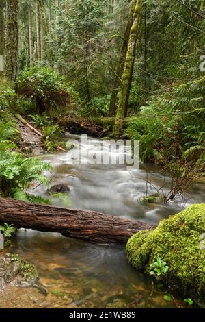 Chutes d'eau de la forêt tropicale de pluie sur l'île de Vancouver Banque D'Images