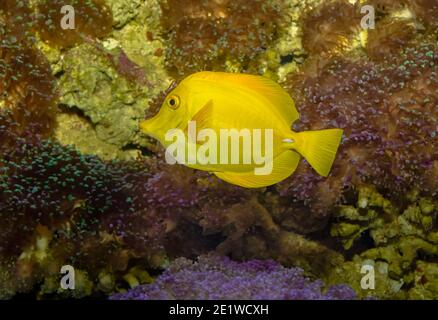 Zebrasoma flavescens tang (jaune) Banque D'Images