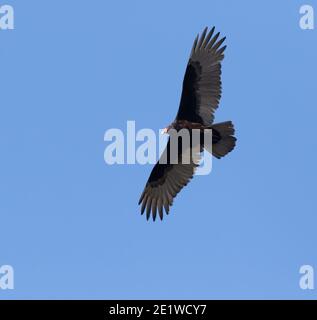 Turquie vautour volant avec des ailes étalés dans un ciel bleu, Texas, Etats-Unis Banque D'Images