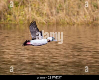 La tête de buffle (Bucephala albéola) survolant l'eau Banque D'Images