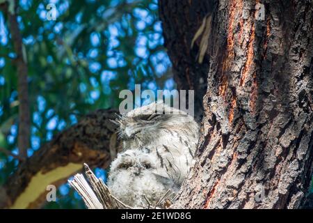 Grenouille de Tawny mâle avec poussin âgé de 18 jours, Gilpin Park, Brunswick, Victoria, Australie. Deuxième éclosion pour cette paire en 2020. Banque D'Images