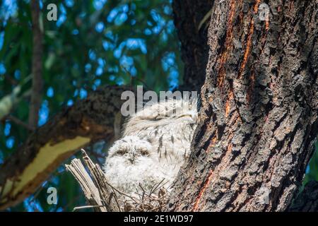 Grenouille de Tawny mâle avec poussin âgé de 18 jours, Gilpin Park, Brunswick, Victoria, Australie. Deuxième éclosion pour cette paire en 2020. Banque D'Images