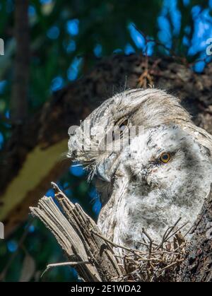 Grenouille de Tawny mâle avec poussin âgé de 18 jours, Gilpin Park, Brunswick, Victoria, Australie. Deuxième éclosion pour cette paire en 2020. Banque D'Images