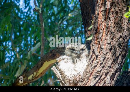 Grenouille de Tawny mâle avec poussin âgé de 18 jours, Gilpin Park, Brunswick, Victoria, Australie. Deuxième éclosion pour cette paire en 2020. Banque D'Images