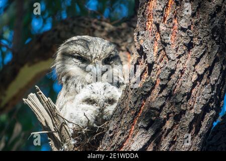 Grenouille de Tawny mâle avec poussin âgé de 18 jours, Gilpin Park, Brunswick, Victoria, Australie. Deuxième éclosion pour cette paire en 2020. Banque D'Images