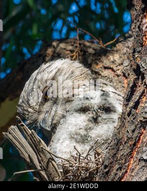 Grenouille de Tawny mâle avec poussin âgé de 18 jours, Gilpin Park, Brunswick, Victoria, Australie. Deuxième éclosion pour cette paire en 2020. Banque D'Images