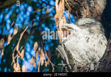 Grenouille de Tawny mâle avec poussin âgé de 18 jours, Gilpin Park, Brunswick, Victoria, Australie. Deuxième éclosion pour cette paire en 2020. Banque D'Images