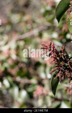 Boutons de fleurs rouges, sumac de sucre, Rhus Ovata, Anacardiaceae, arbuste indigène, Franklin Canyon Park, Santa Monica Mountains, Transverse Ranges, automne. Banque D'Images