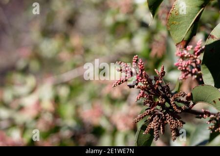 Boutons de fleurs rouges, sumac de sucre, Rhus Ovata, Anacardiaceae, arbuste indigène, Franklin Canyon Park, Santa Monica Mountains, Transverse Ranges, automne. Banque D'Images