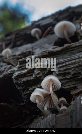 Champignons sauvages, Californie du Nord Banque D'Images