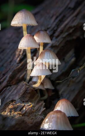 Champignons sauvages, Californie du Nord Banque D'Images