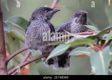 Little Wattle Bird poussins attendant le retour de l'oiseau parent avec de la nourriture Banque D'Images