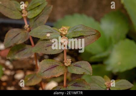 Feuilles d'une plante d'asthme de l'espèce Euphorbia hirta Banque D'Images