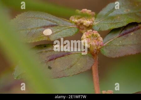 Feuilles d'une plante d'asthme de l'espèce Euphorbia hirta Banque D'Images