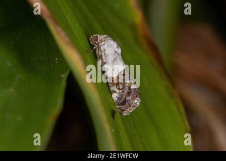 Petite Moth jaune de la Tribe Acontiini Banque D'Images