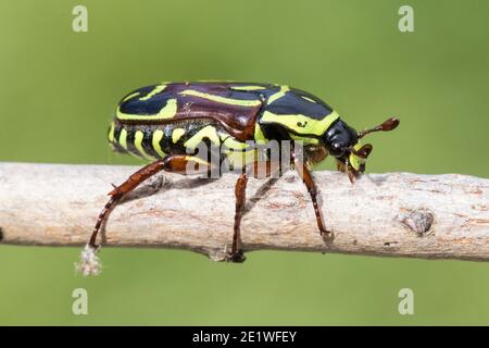 Fiddler Beetle rampant sur le bâton Banque D'Images