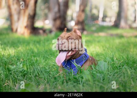 Un chien de taureau de fosse repose sur l'herbe dans le champ Banque D'Images