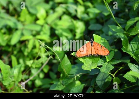 Papillon coster Tawny Banque D'Images