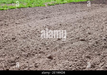 Partie d'un champ avec sol fertile, pas de plantes Banque D'Images