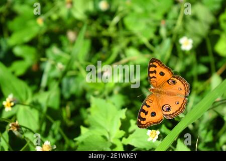 Papillon de la pensée paon. Junonia almana. Banque D'Images