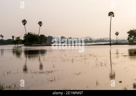 les champs inondés entraînent une croissance anormale de la plante. Il limite l'oxygène et la lumière du soleil et limite la croissance de la plante. Les tiges de riz se brisent en raison d'un fort vent/pluie. Banque D'Images