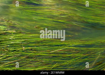 Le riz est la graine de l'espèce d'herbe. En tant que grain de céréales, c'est l'aliment de base le plus consommé pour une grande partie de la population humaine du monde. Banque D'Images