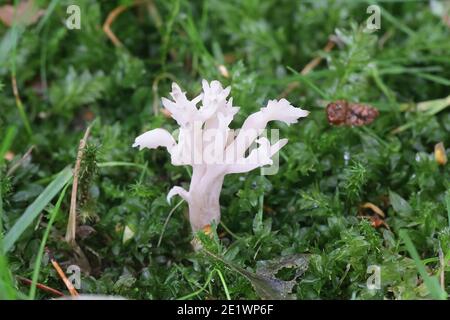 Clavulina coralloides, également connue sous le nom de Clavulina cristata, le champignon de corail blanc ou le champignon de corail à crête, champignon sauvage de Finlande Banque D'Images