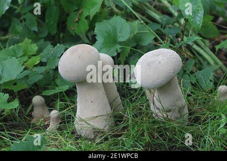 Handkea excipuliformis, connu comme le pilon ou vesse-de vesse-de longue tige, champignons sauvages de Finlande Banque D'Images