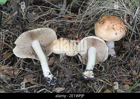 Hebeloma sinapizans, communément connu sous le nom de Hebeloma à tige rugueuse ou d'empoisonnette amère, champignon sauvage de Finlande Banque D'Images