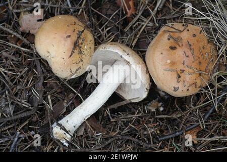 Hebeloma sinapizans, communément connu sous le nom de Hebeloma à tige rugueuse ou d'empoisonnette amère, champignon sauvage de Finlande Banque D'Images