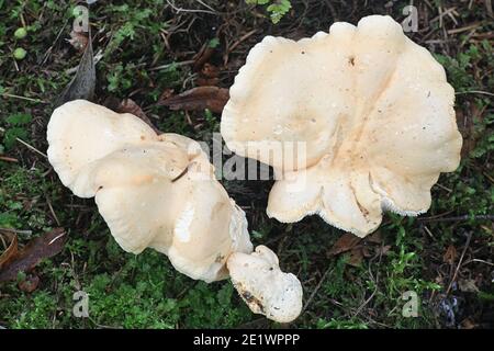 Hydnum repandum, connu sous le nom de dent douce, de champignon de hérisson ou de champignon de hérisson en bois, champignon de dent sauvage de Finlande Banque D'Images