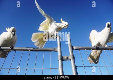 Acrobatique Cockatoo exécutant un acte d'équilibrage Banque D'Images