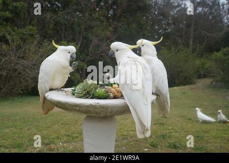 Trois Cockatoos prenant le petit déjeuner sur une fontaine Banque D'Images