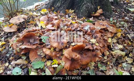 Le champignon du miel Armillaria ostoyae croissant le long du fossé Banque D'Images