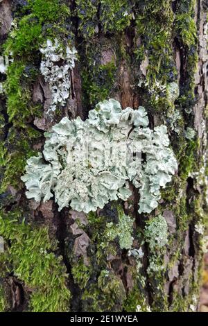 Greenshield commun lichen (Flavoparmelia caperata) Banque D'Images