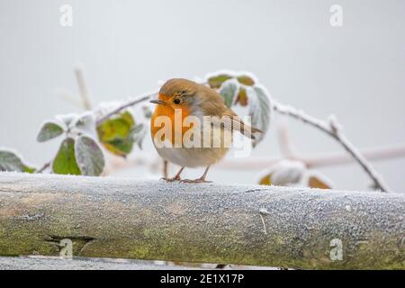 Kidderminster, Royaume-Uni. 10th janvier 2021. Météo au Royaume-Uni : un gel très dur accueille un petit matin de vol sauvage aujourd'hui, à la recherche de nourriture, après une autre nuit d'hiver amèrement froide en janvier. Crédit : Lee Hudson/Alay Live News Banque D'Images