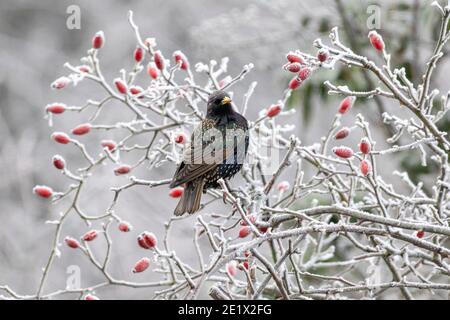 Un Starling perche parmi les hanches roses gelées ce matin après un gel lourd dans East Sussex, Royaume-Uni. Crédit : Ed Brown/Alay Live News Banque D'Images