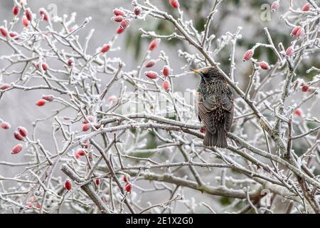 Un Starling perche parmi les hanches roses gelées ce matin après un gel lourd dans East Sussex, Royaume-Uni. Crédit : Ed Brown/Alay Live News Banque D'Images