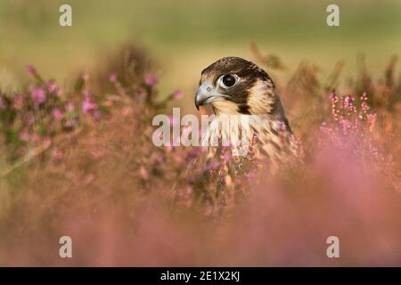 Peregrine (Falco peregrinus) immature, contrôlée, Cumbria, Royaume-Uni Banque D'Images