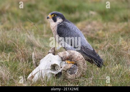 Peregrine (Falco peregrinus), contrôlée, Cumbria, Royaume-Uni Banque D'Images
