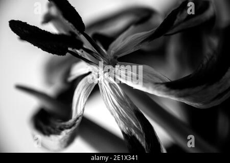 Tulipes noires et blanches à la fin de la floraison prises avec la lumière naturelle Banque D'Images