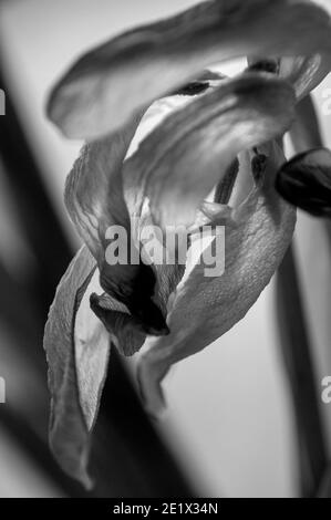 Tulipes noires et blanches à la fin de la floraison prises avec la lumière naturelle Banque D'Images