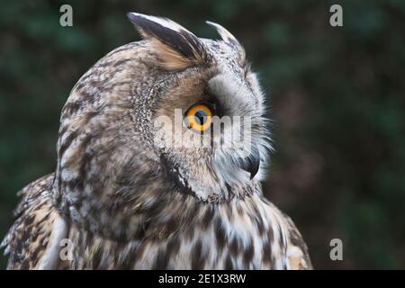 Hibou à longues oreilles (ASIO otus), portrait, Emsland, Basse-Saxe, Allemagne Banque D'Images