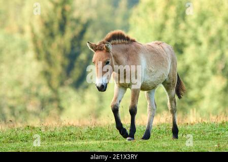 Cheval de Przewalski, cheval sauvage mongol (Equus ferus przewalskii), poulain marchant sur un pré, captif, parc national de la forêt bavaroise, Bavière, Allemagne Banque D'Images