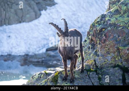 Ibex alpin (Capra ibex) en roche, massif du Mont blanc, Chamonix, France Banque D'Images