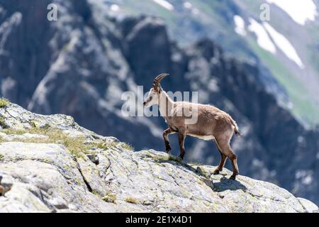 Alpine Ibex (Capra ibex) laeuft ueber Fels, massif du Mont blanc, Chamonix, France Banque D'Images